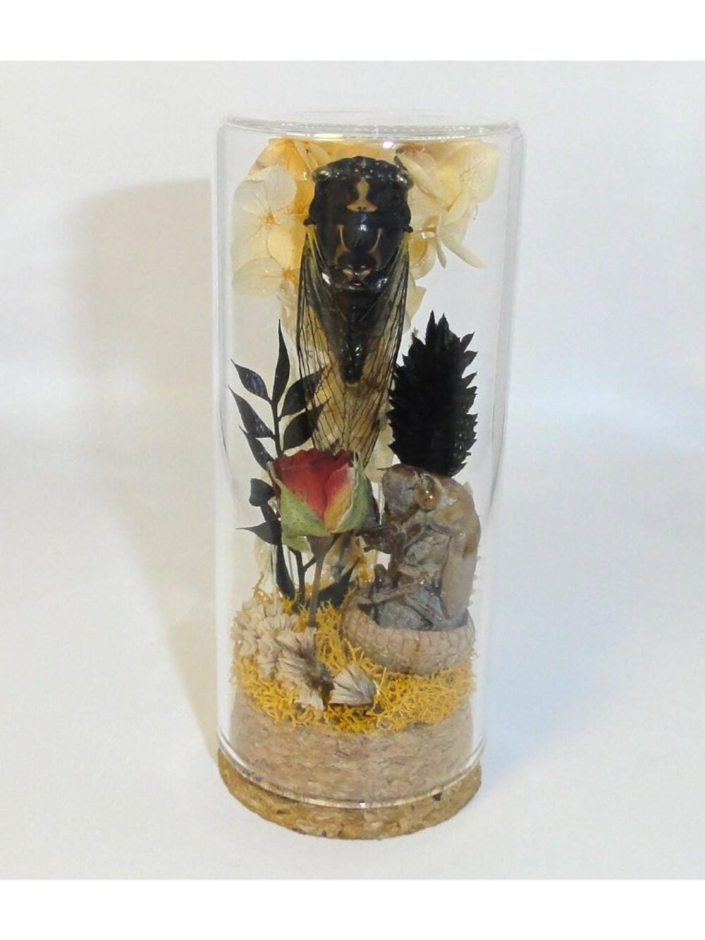Cicada Rose  Molt Oddity Jar curiosity insect taxidermy diorama cloche goth